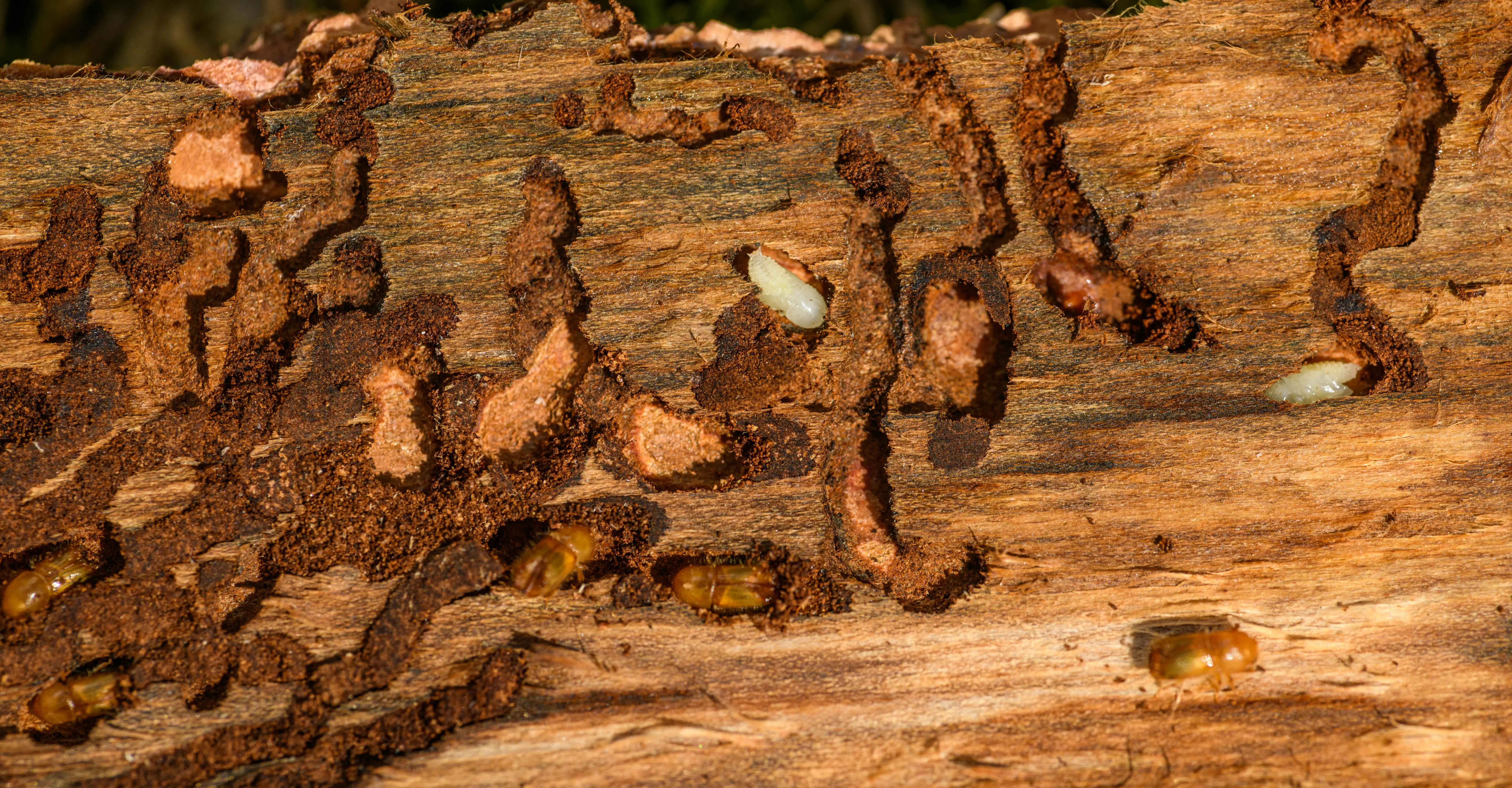 Termite Control